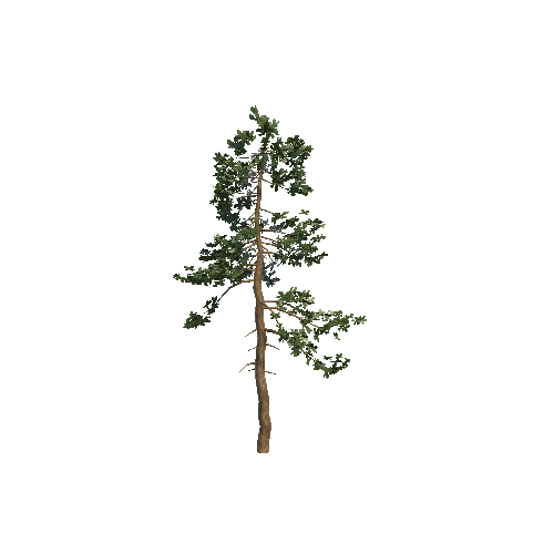 pine 2